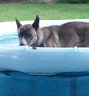 Juno (Courtesy Post)