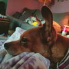 Abby