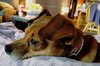 Abby