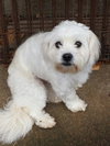 Sookie