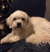Sookie