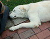 Stella