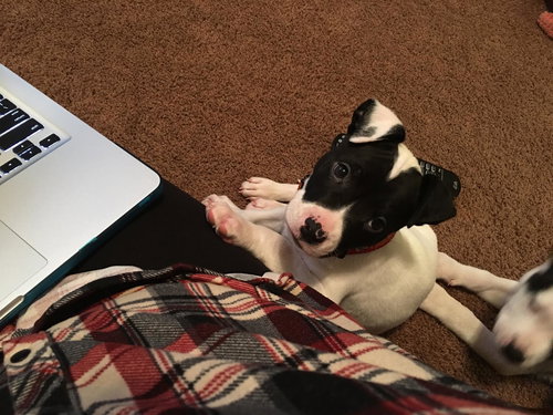 Snoop