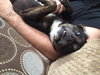 Buckley