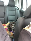 Buckley