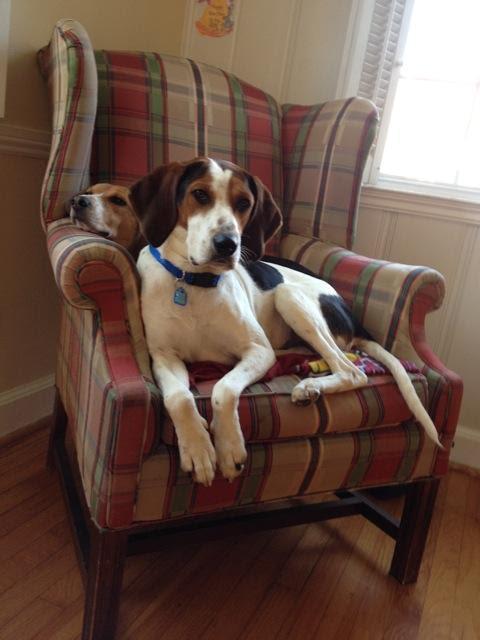 Wilbur (Courtesy Post)