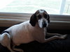 Wilbur (Courtesy Post)