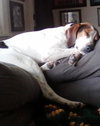 Wilbur (Courtesy Post)