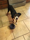 Cooper