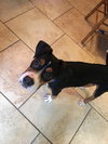 Cooper