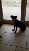 Cooper