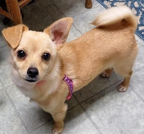 Lulu