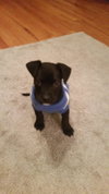 Laney