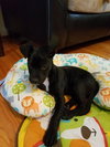 Laney