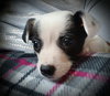 Ruby Sue