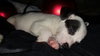 Ruby Sue