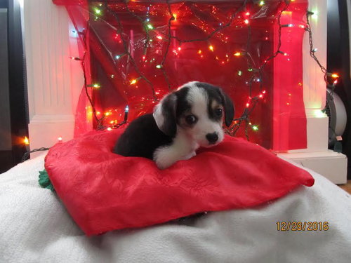 Cousin Eddie