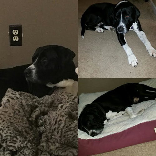 Duke