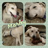 Marley