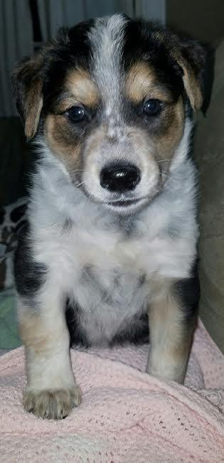 Ares