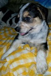 Ares