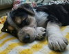 Ares