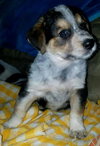 Ares