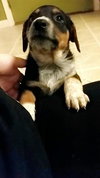 Eli