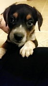 Eli