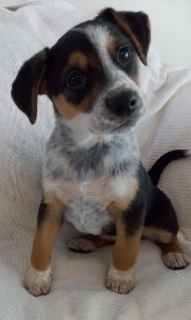 Evie