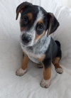 Evie