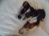 Evie