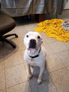 Bruce