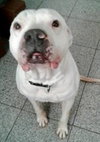 Bruce