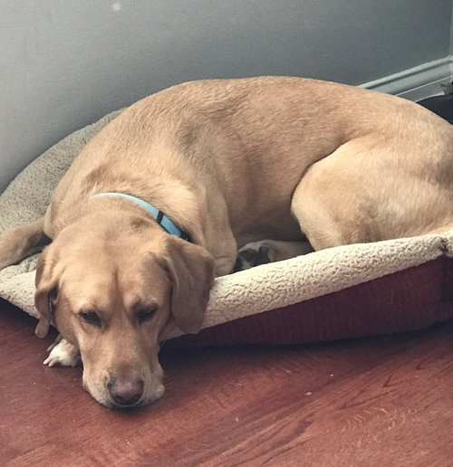 Louie (Courtesy Listing)