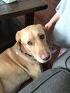 Louie (Courtesy Listing)