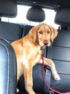 Louie (Courtesy Listing)