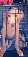 Louie (Courtesy Listing)