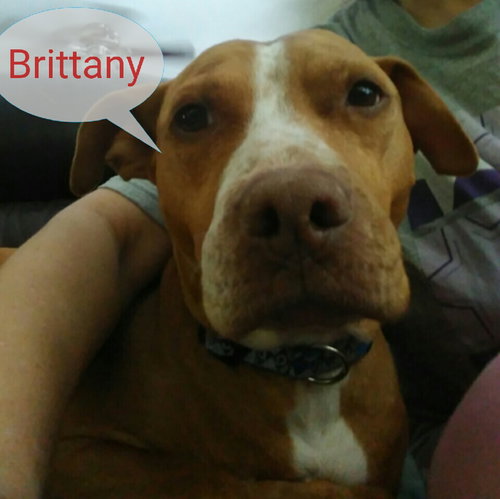 Brittany