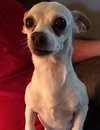 Bella Boo