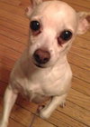 Bella Boo