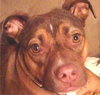 Roxie
