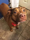 Roxie