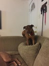 Roxie