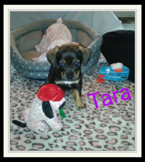 Tara