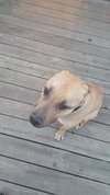 Bubba