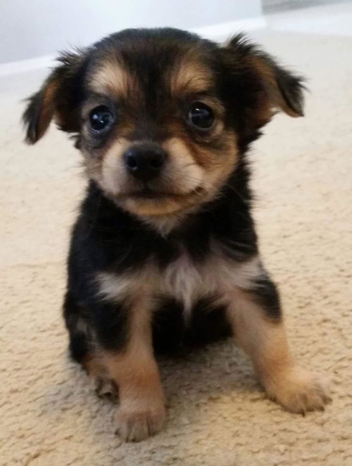 Bono