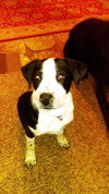Josie