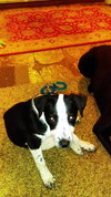 Josie