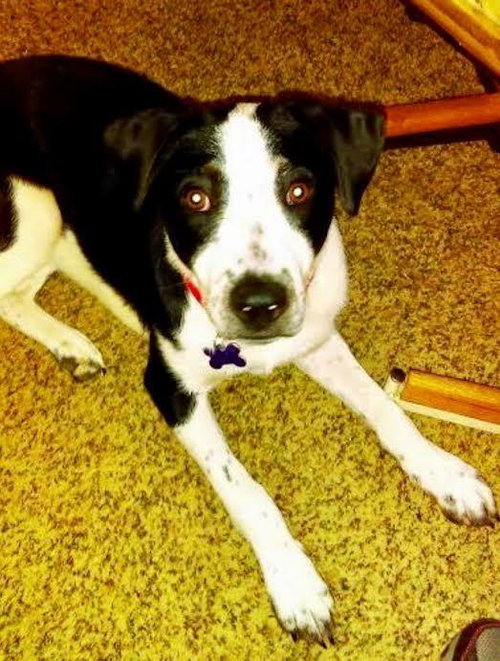 Josie